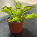 6" Kalanchoe Mother of Millions