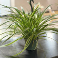 6" Spider Hanging Plant