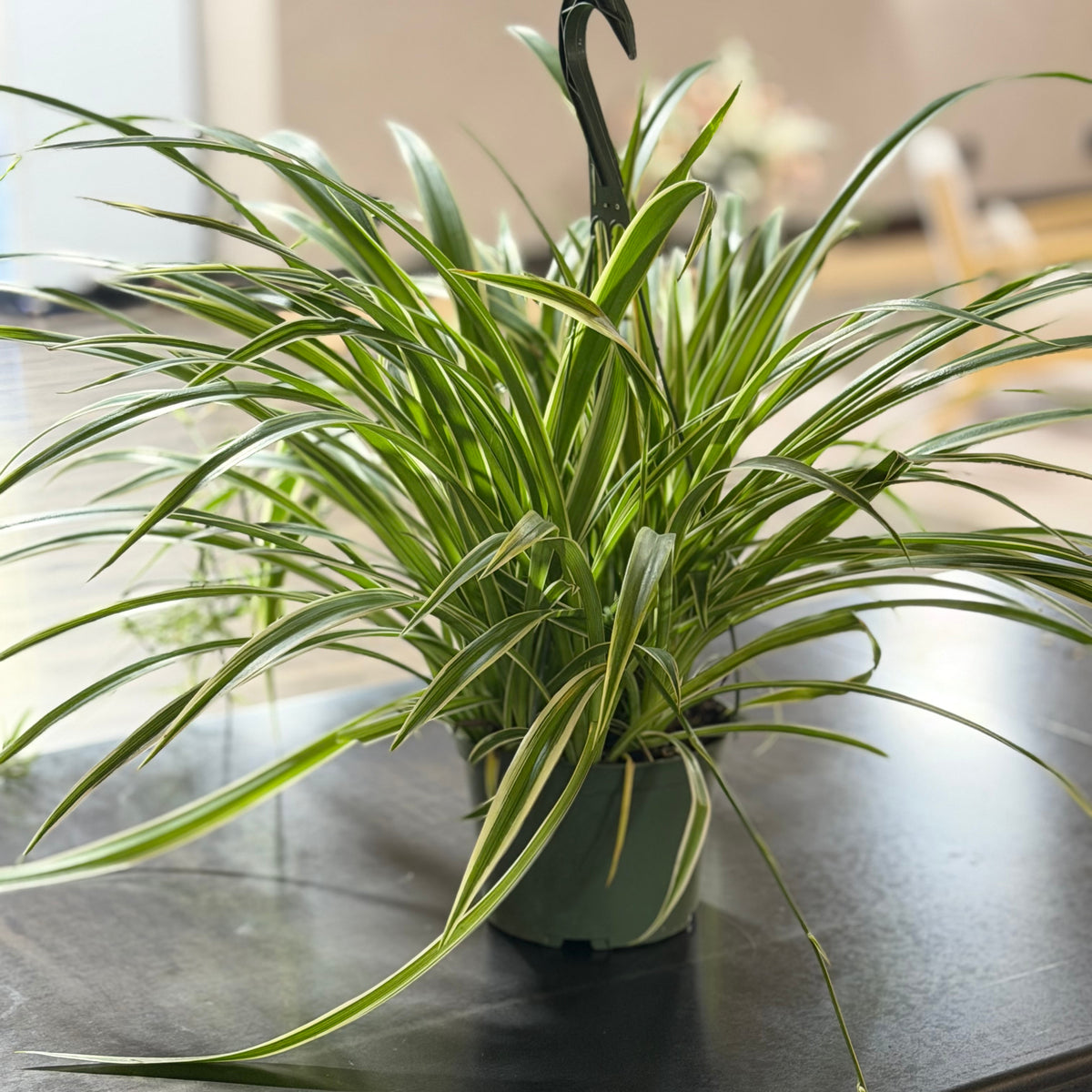 6" Spider Hanging Plant