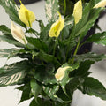 Peace Lily 6 in