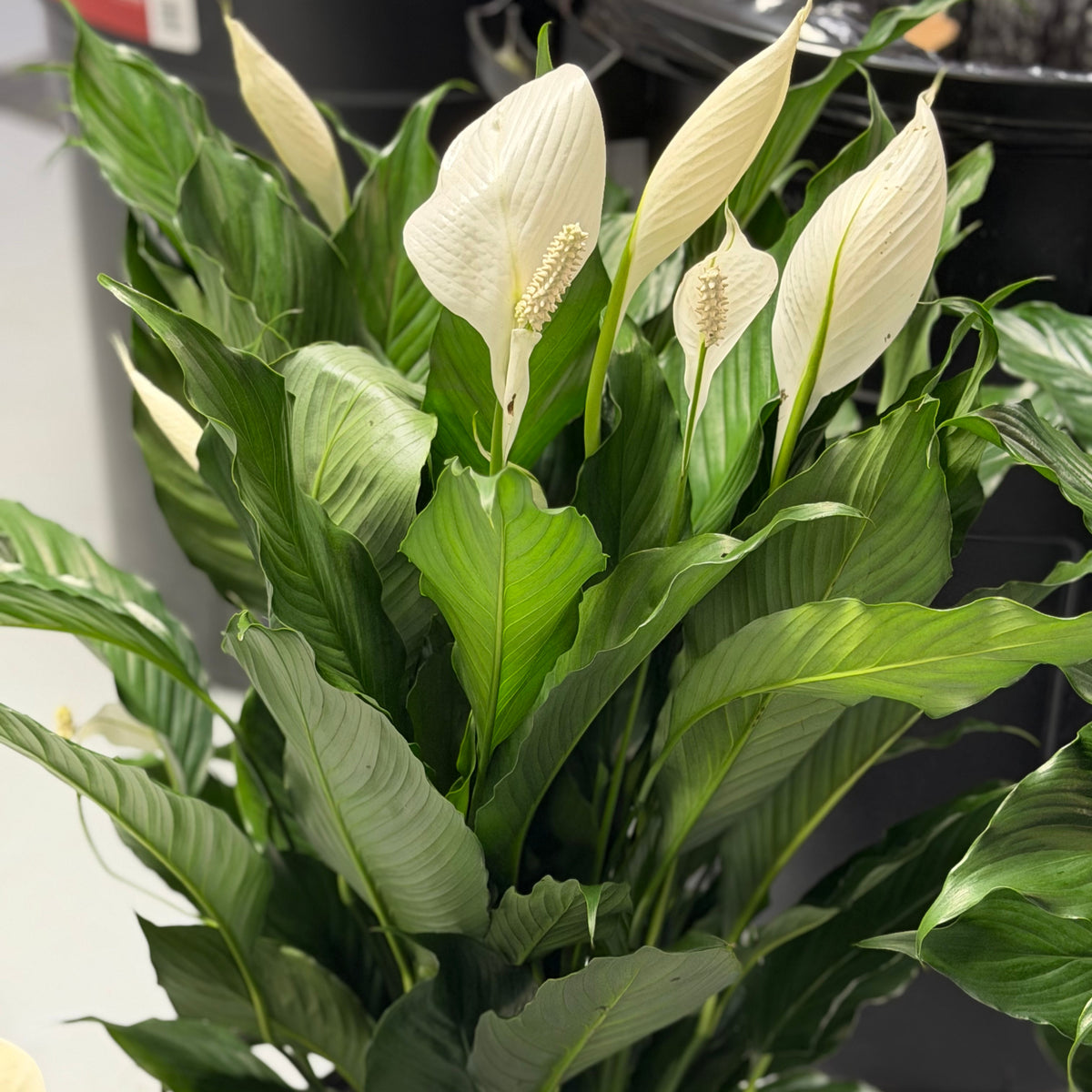 Peace Lily 8 in