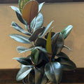 6" Ficus Rubber Robusta