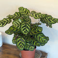 6" Calathea Makoyana