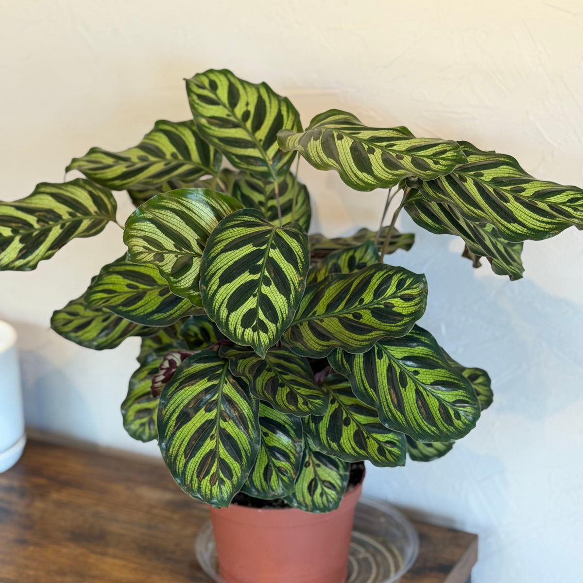 6" Calathea Makoyana
