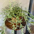 Fishhook 4 in Potted Plant