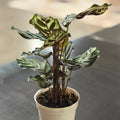 4" Calathea Makoyana