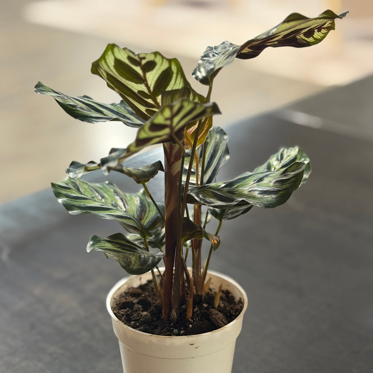 4" Calathea Makoyana