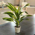 4" Dracaena Lemon Lime Tips