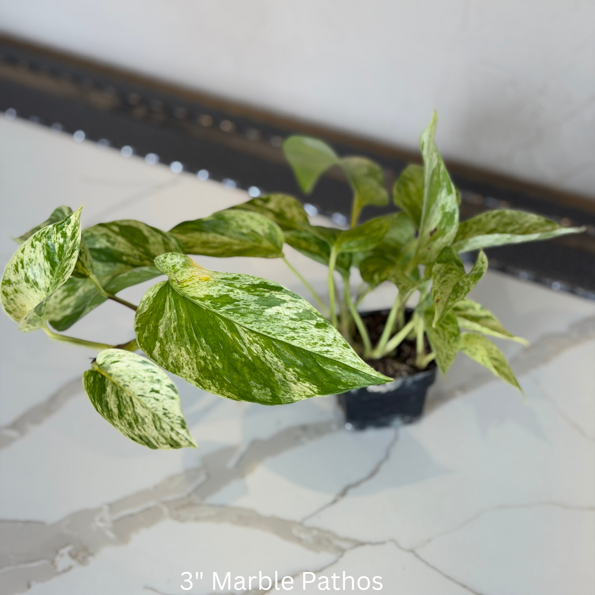 Marble Queen Pothos 3 in
