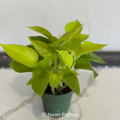 Neon Pothos 4 in