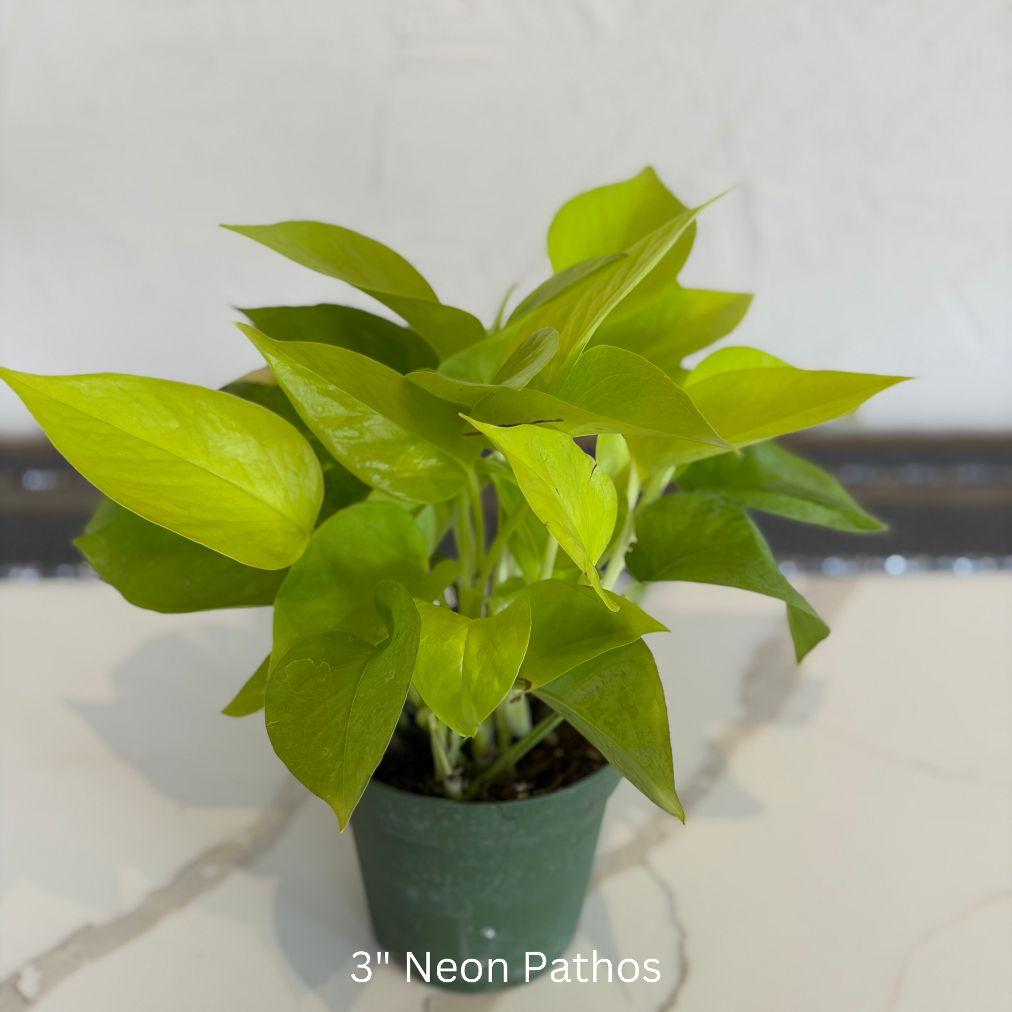 Neon Pothos 4 in