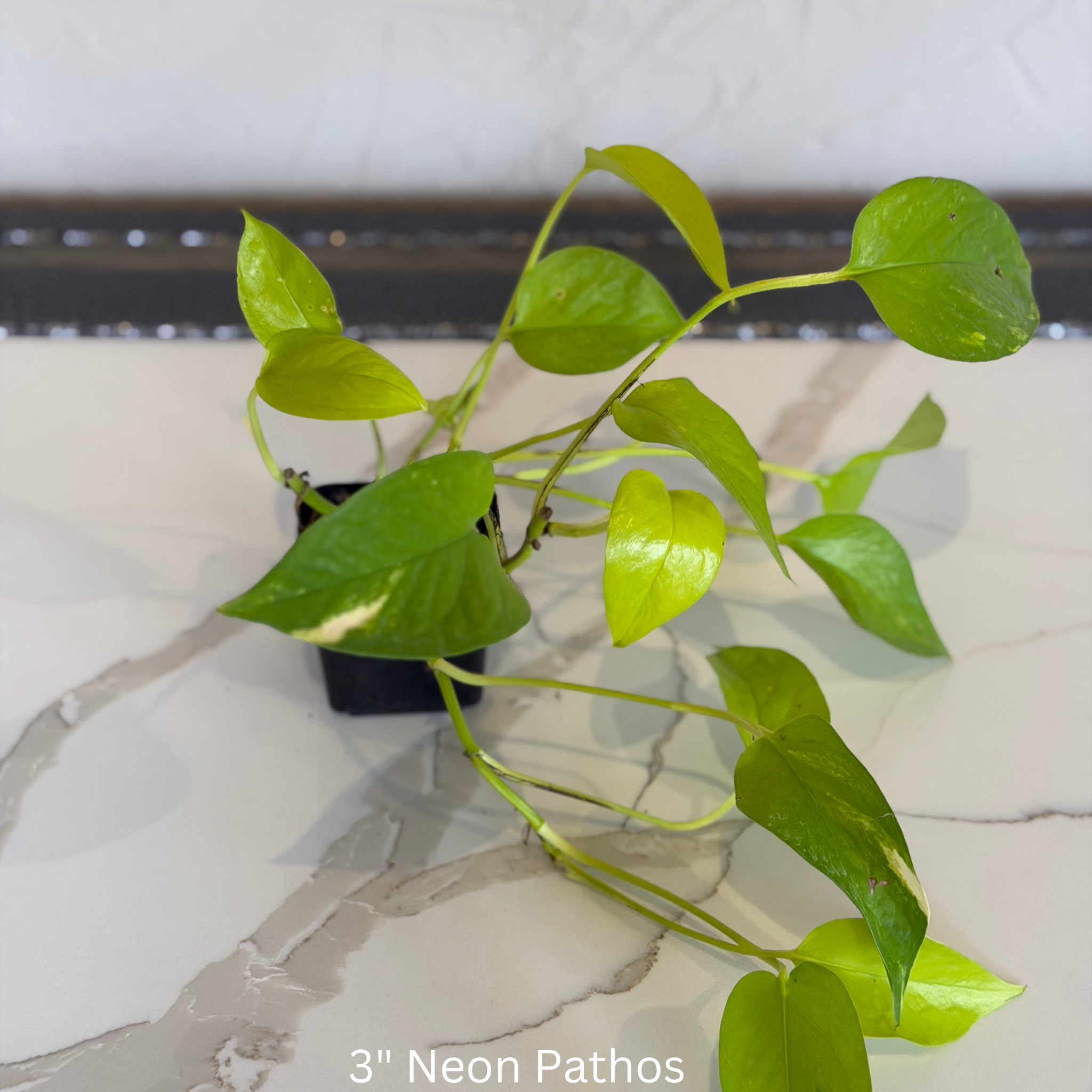 Neon Pothos 3 in