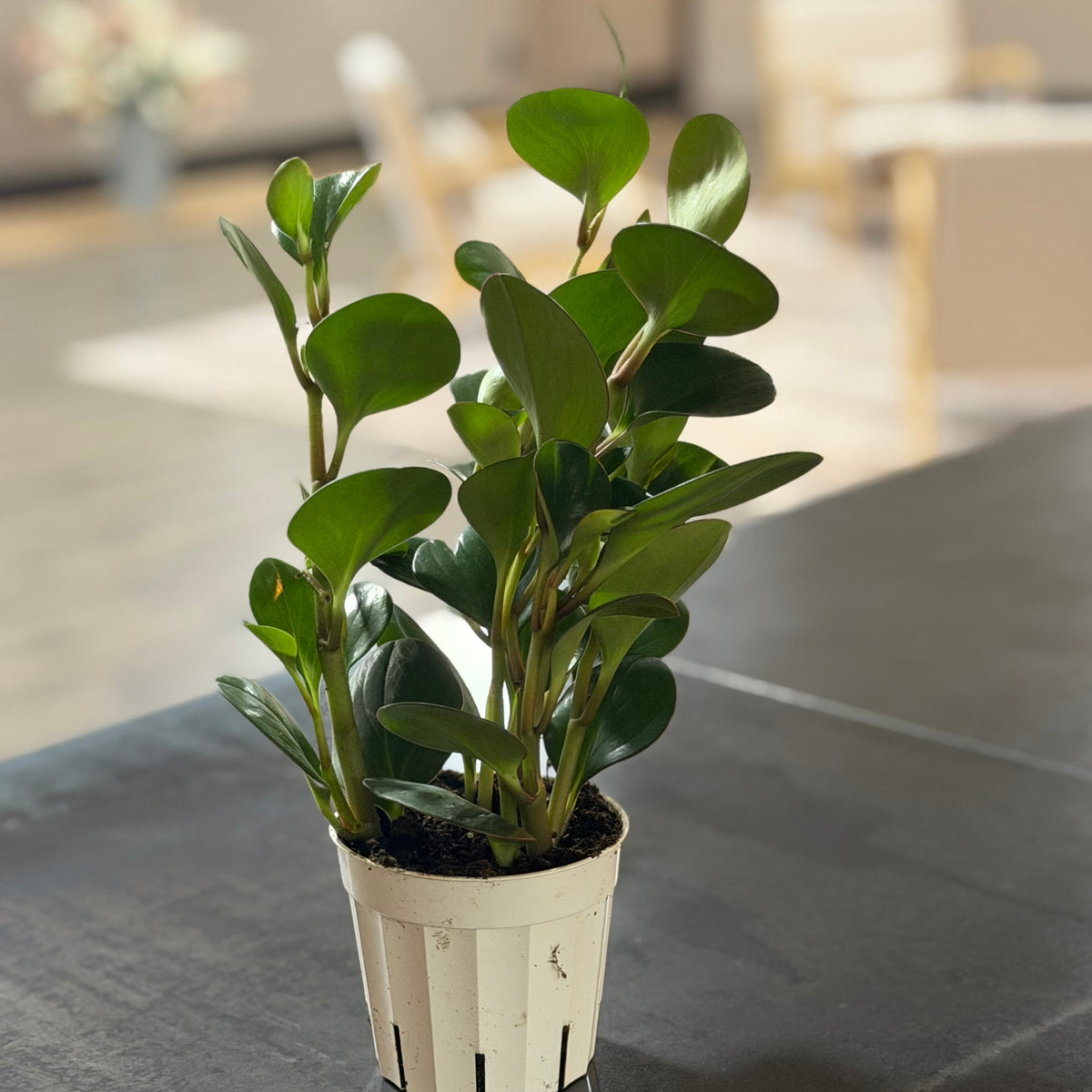 4" Peperomia Baby Rubber Plant