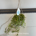 String of Turtles 4.5 in Hanging Basket