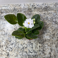 African Violet House Plant 4in