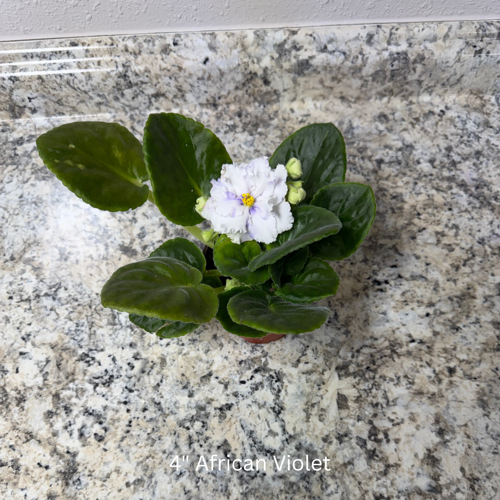 African Violet House Plant 4in