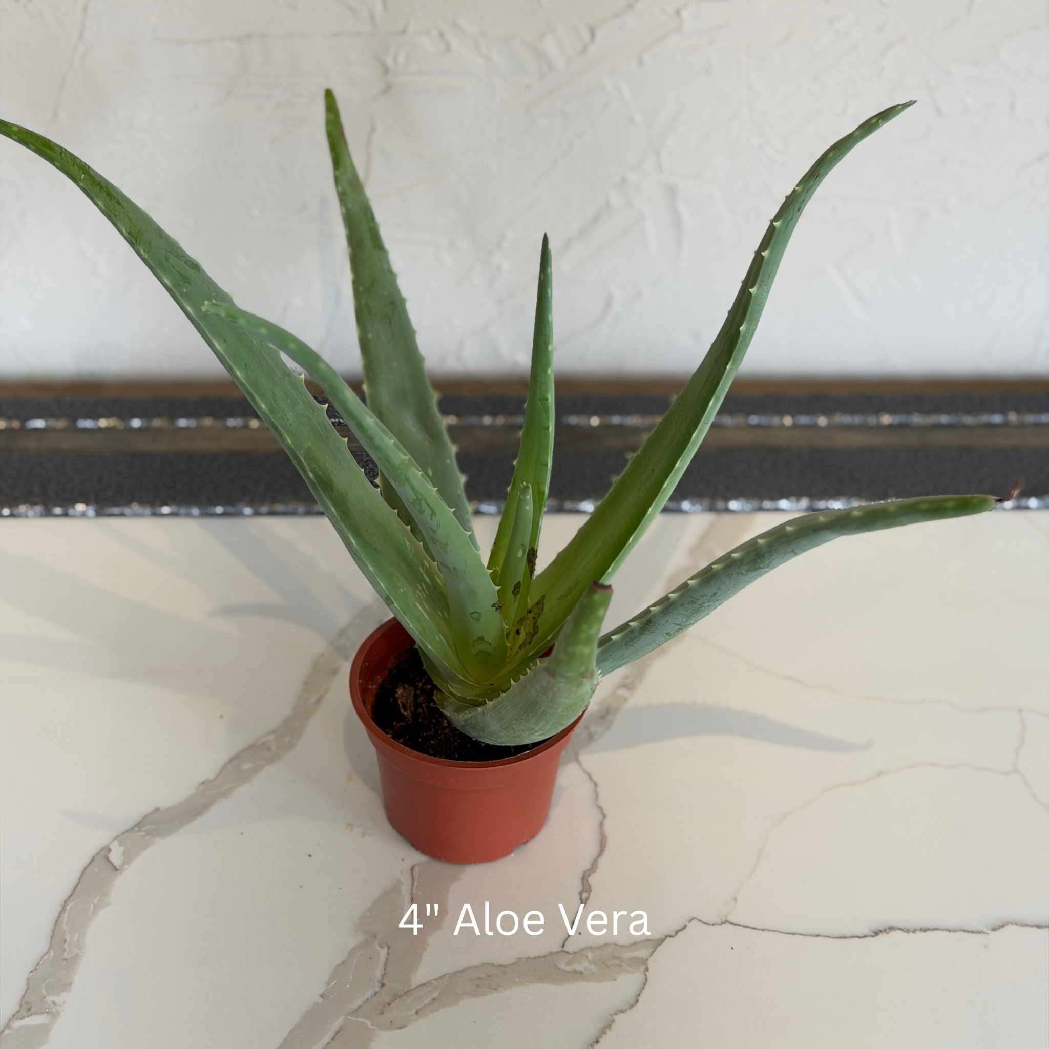 Aloe Vera 4" House Plant