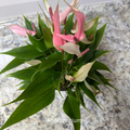 Anthurium Premium 4 in