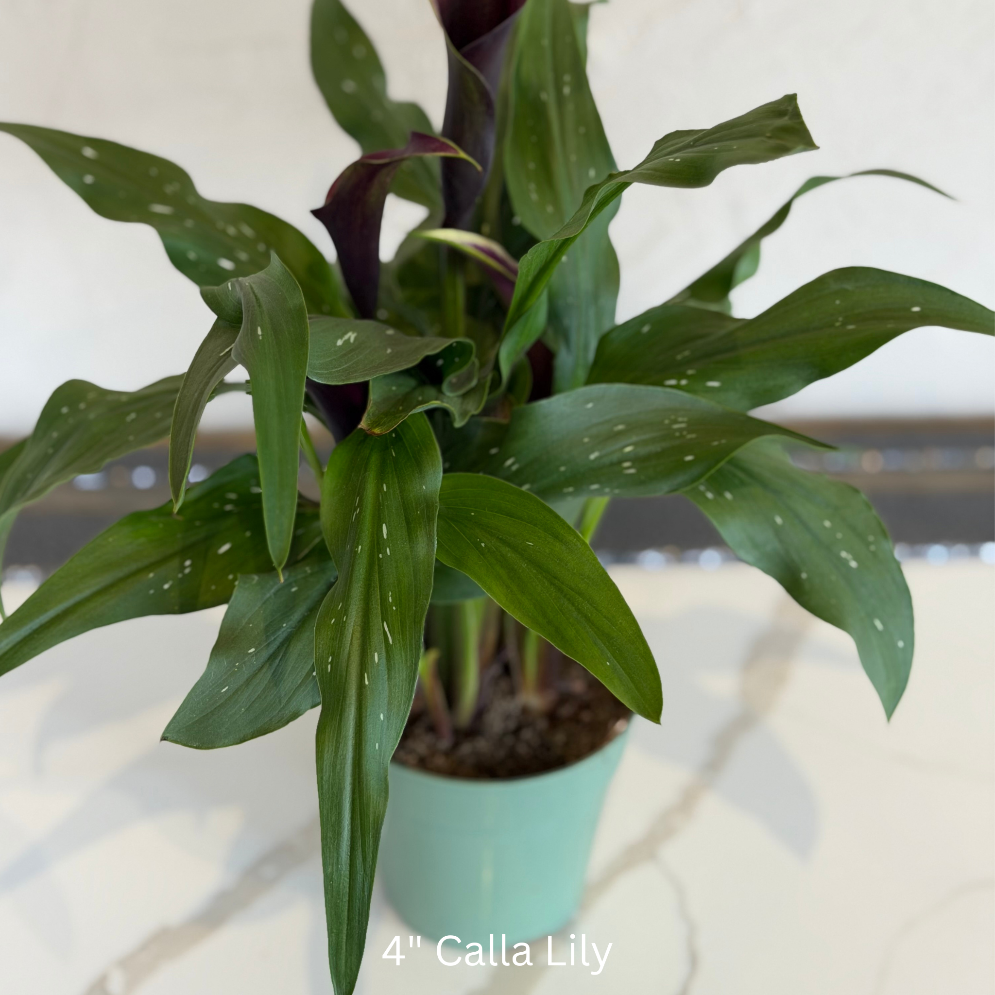 Calla Lilly 4 in House Plant