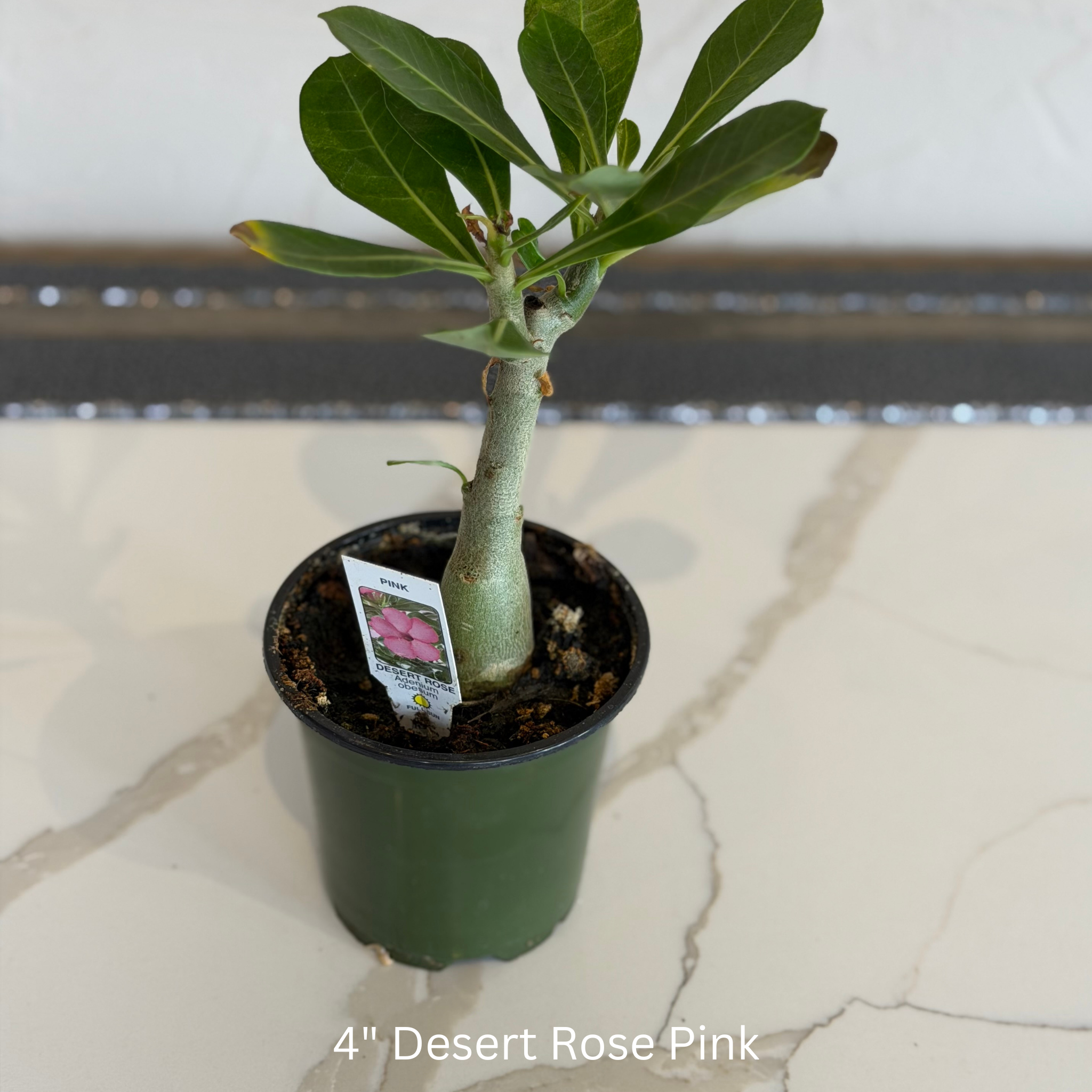 Desert Rose Pink Adenium 4 in