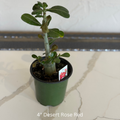 Desert Rose Adenium 4 in