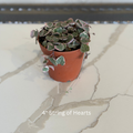 String of Hearts Potted 2 in