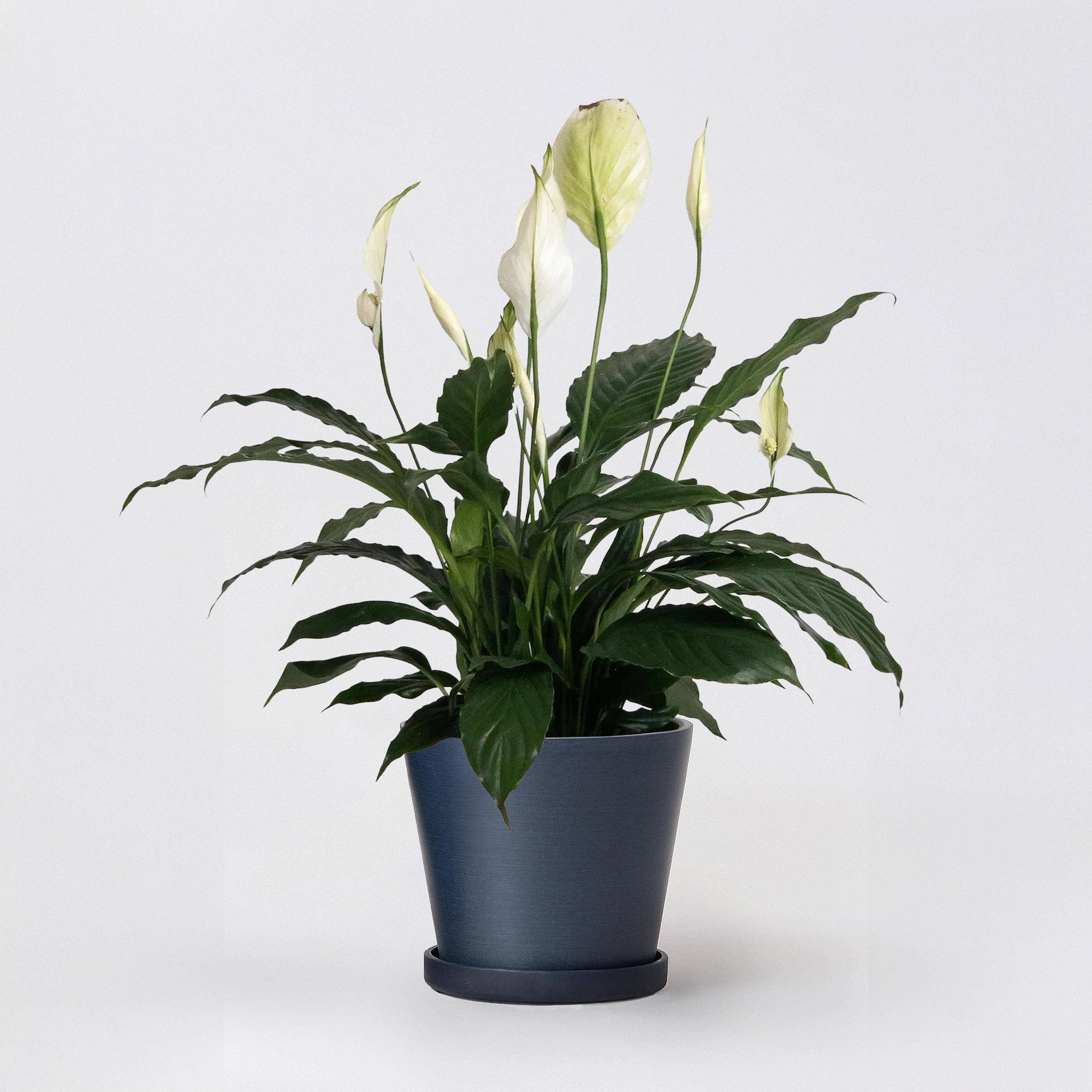 Beachwood - 7" Tapered Signature Planter Pot & Saucer Set