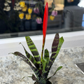 Bromeliad 4"