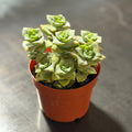 4" String of Buttons