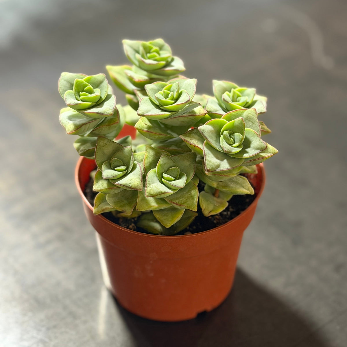 4" String of Buttons