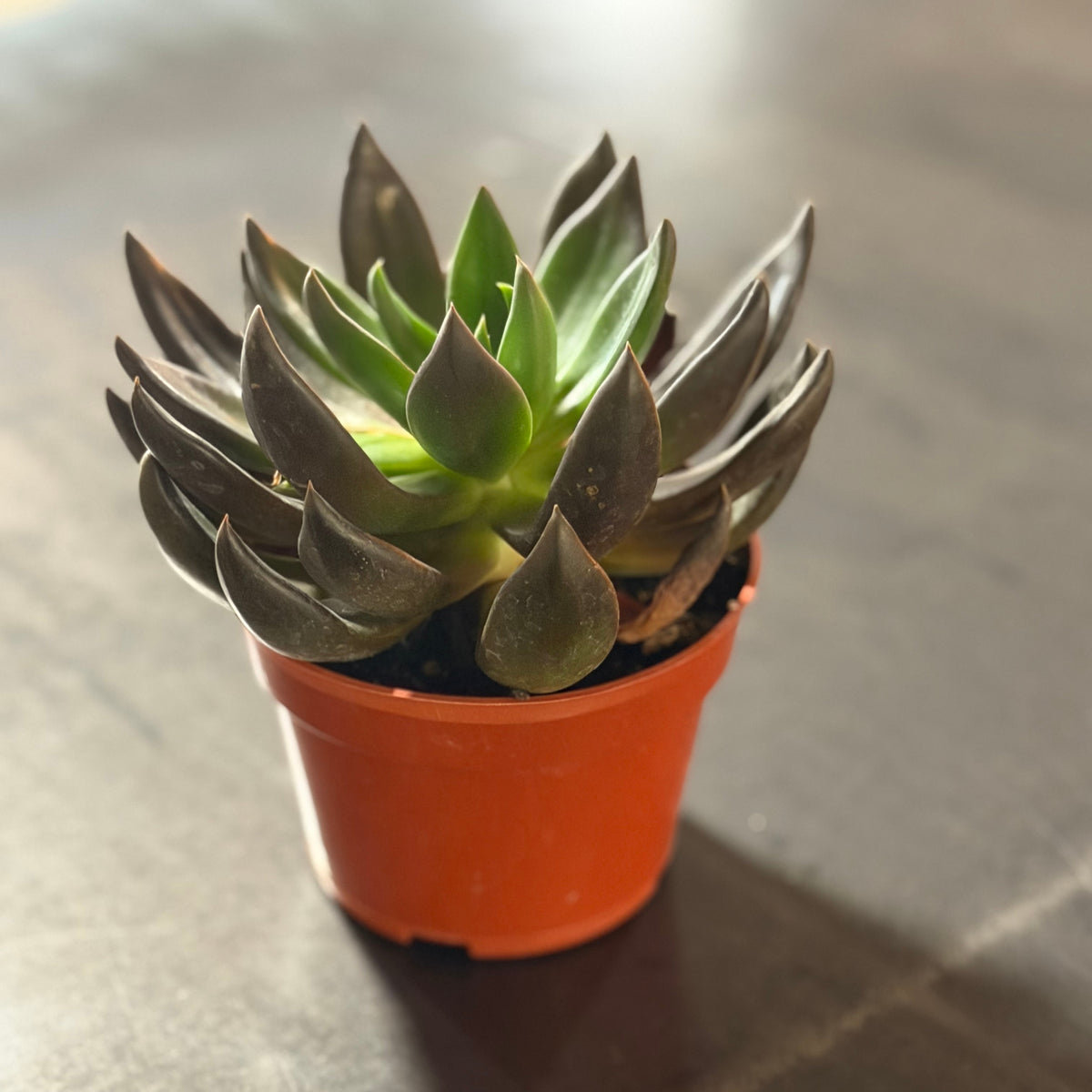 4" Echeveria Black Knight