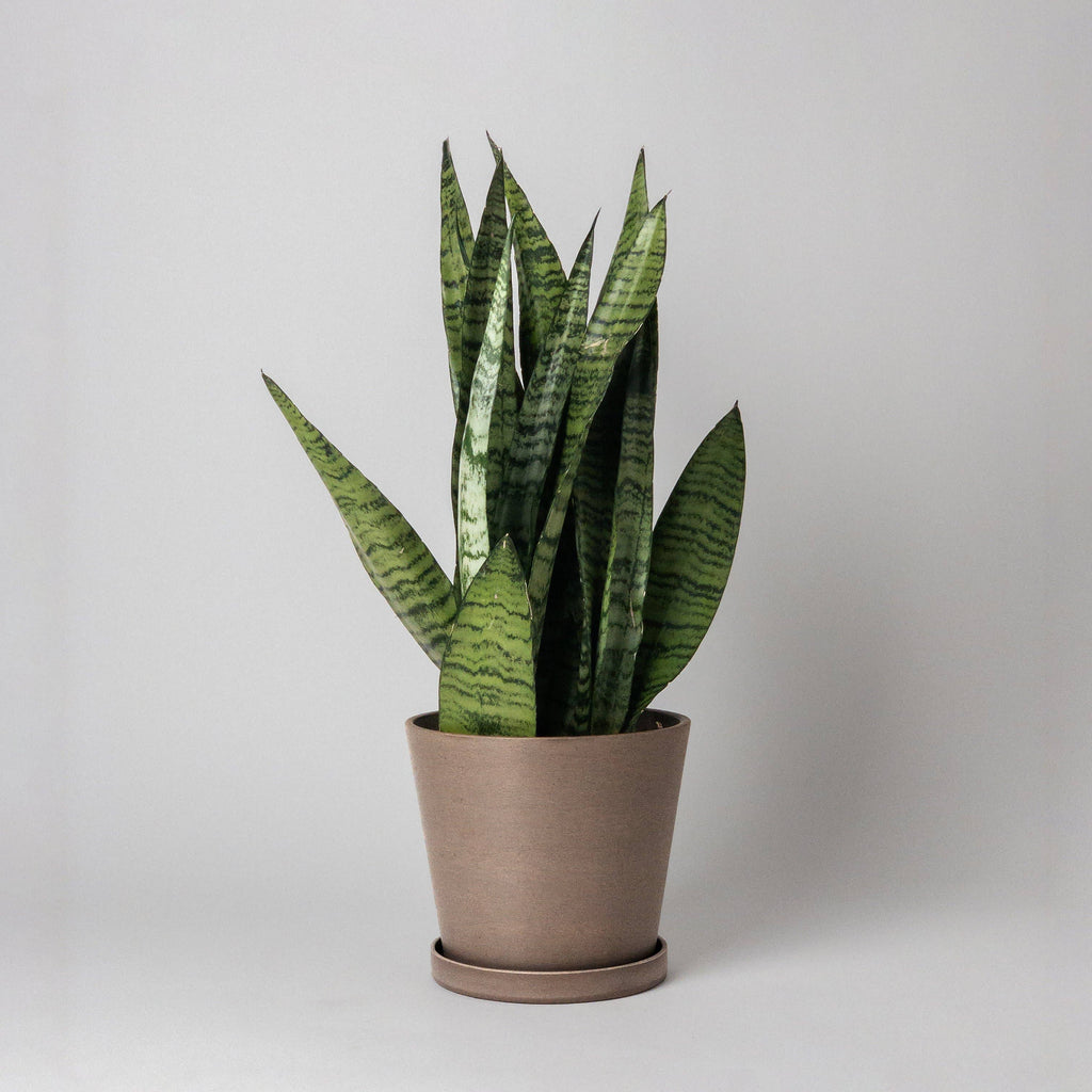 Beachwood - 7" Tapered Signature Planter Pot & Saucer Set