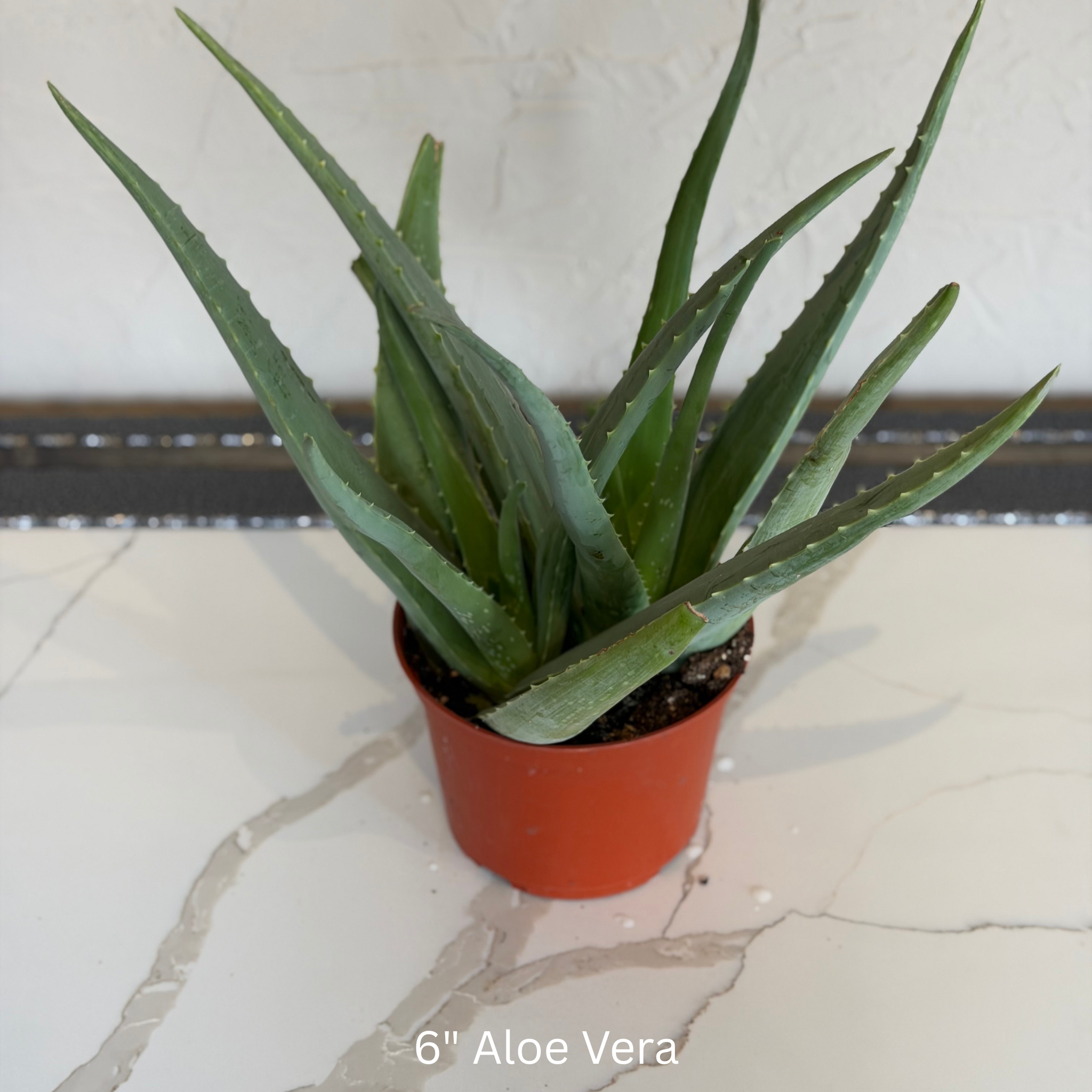 Aloe Vera 6 in House Plant