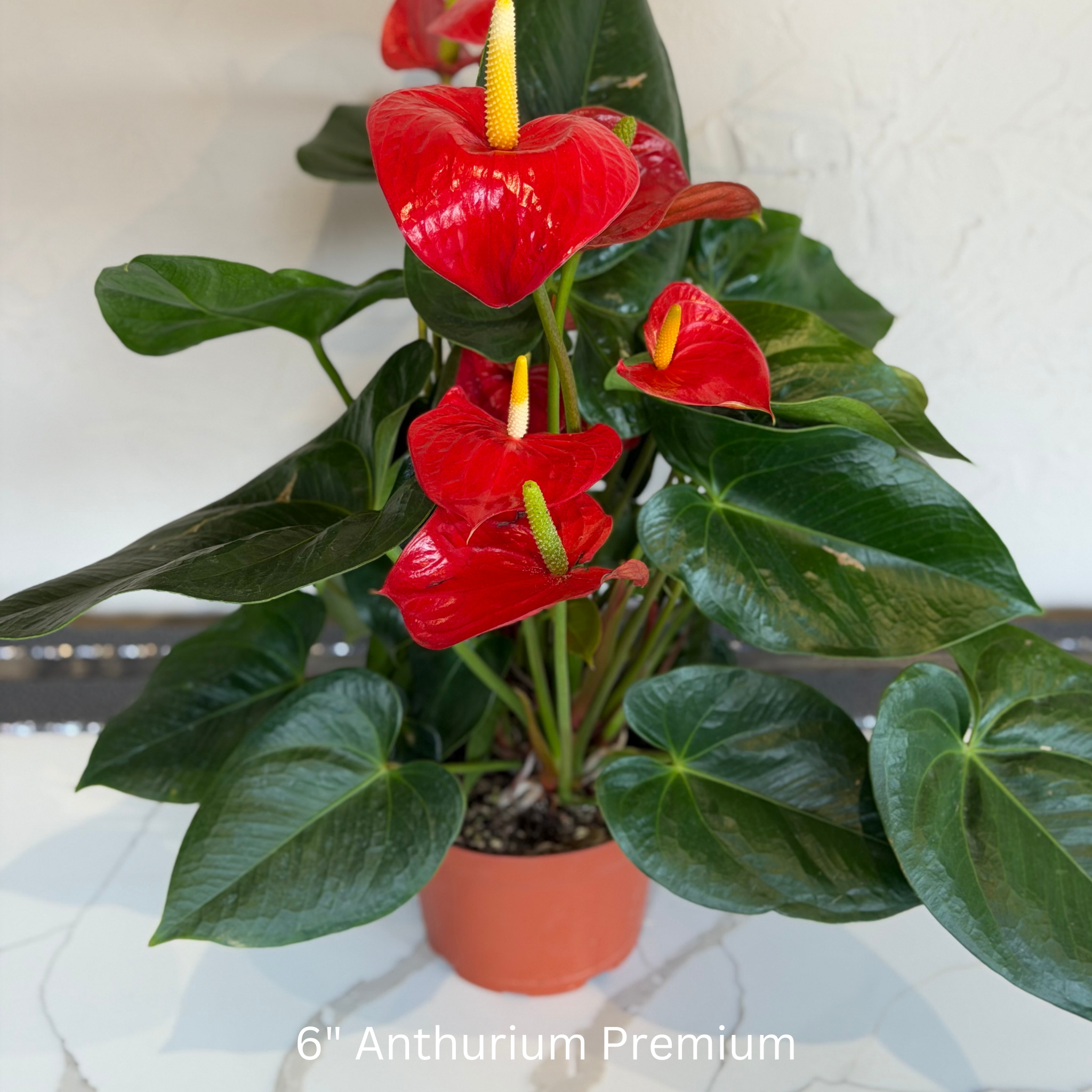 Anthurium Premium 6 in