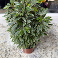 Aralia Bianca 6 in