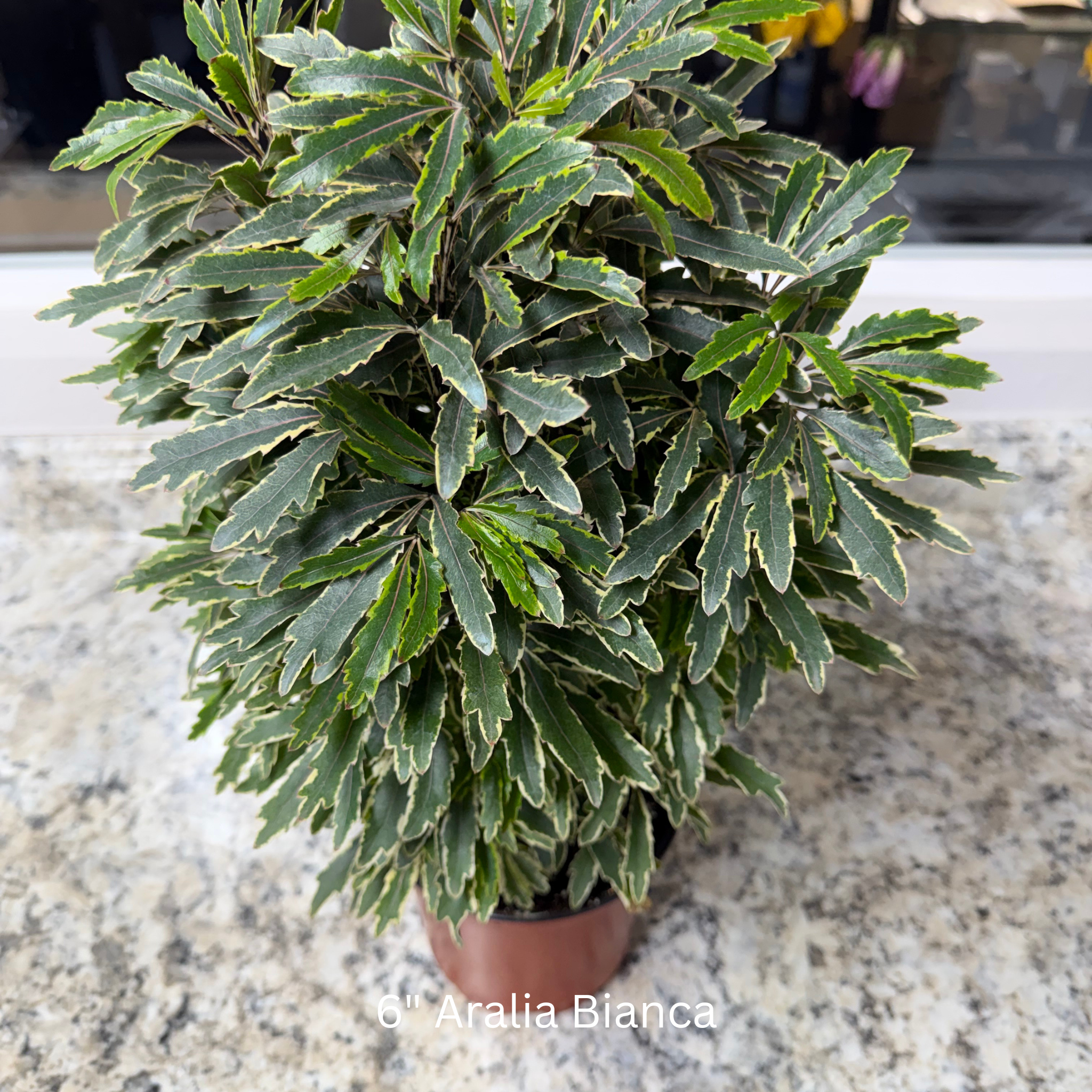 Aralia Bianca 6 in