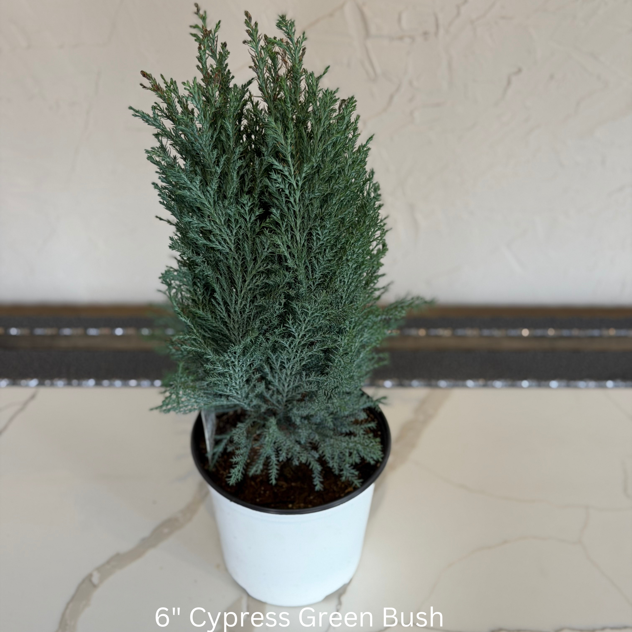 Cypress Green Bush 6 in