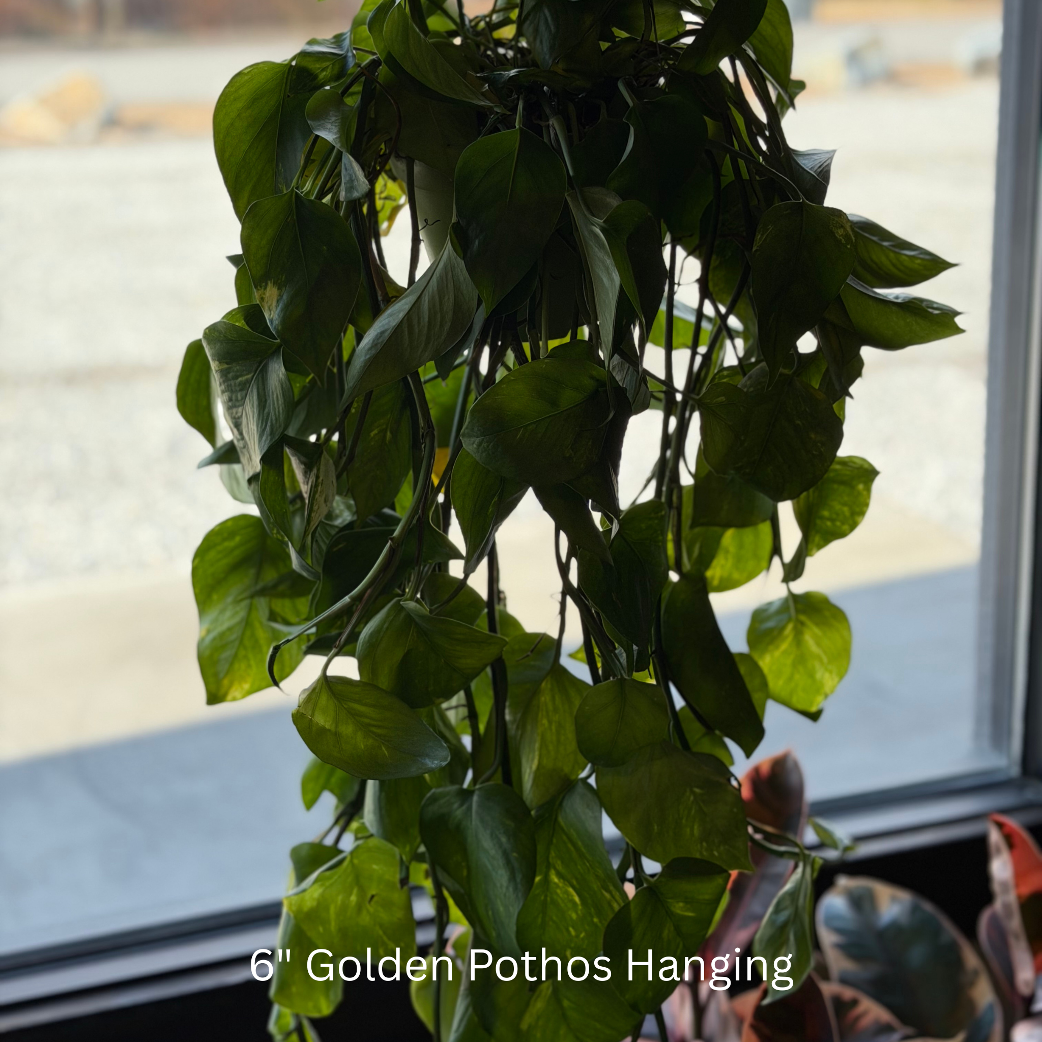 Golden Pathos 6" Hanging