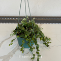 Lipstick 6 in Hanging Basket