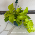 Pothos Neon Tub 6 in Hanging Basket