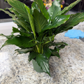 Peace Lily 4 in