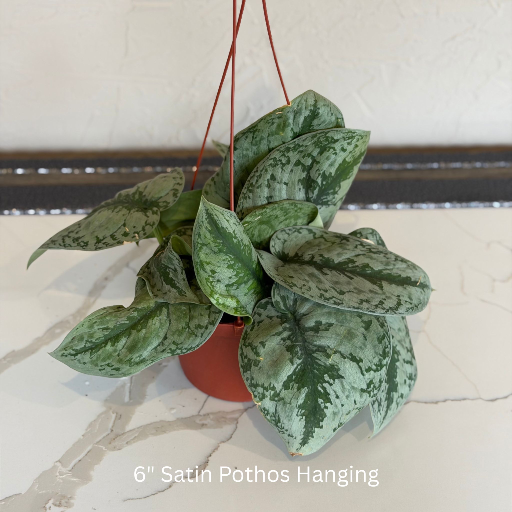 Satin Pothos 6" Hanging