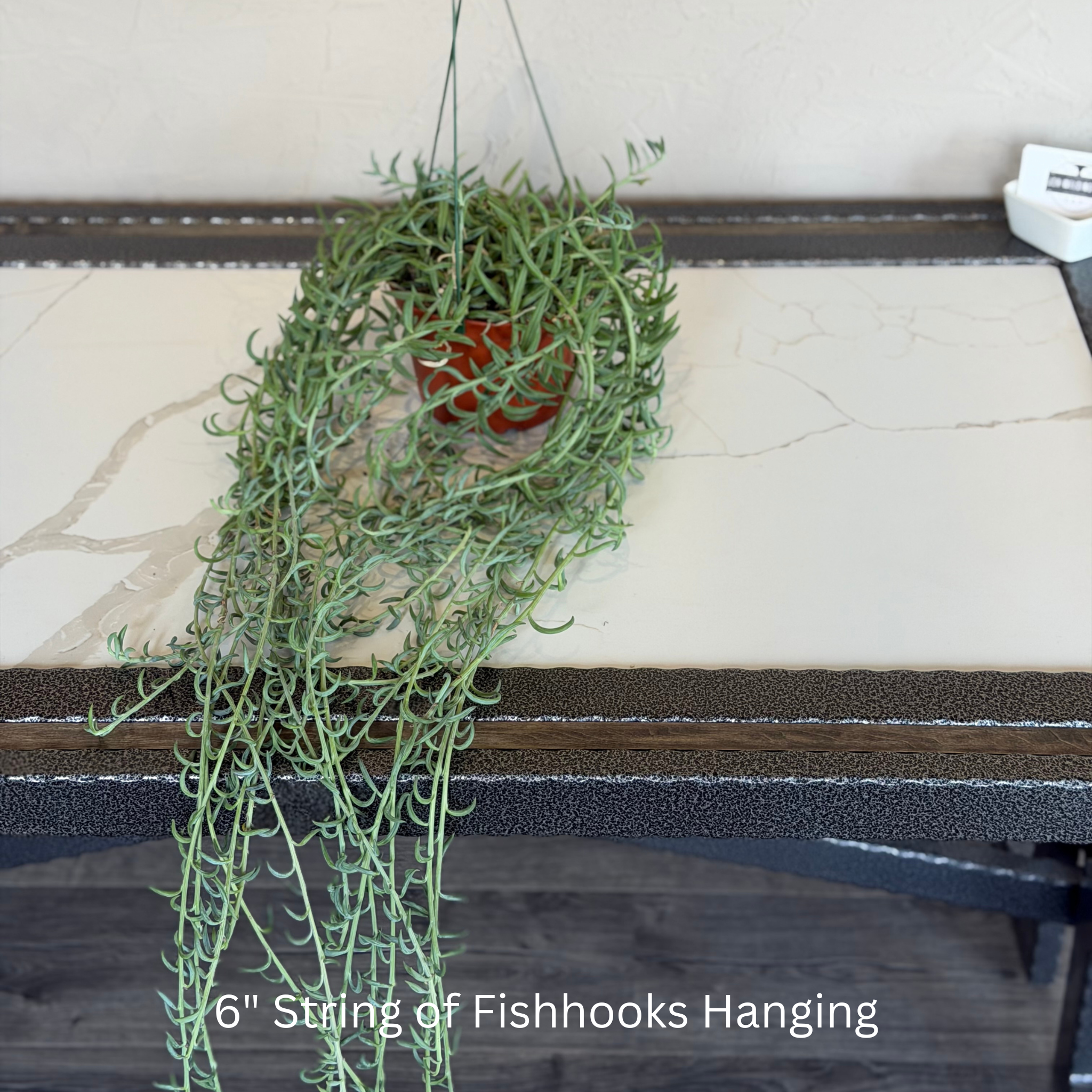 Fish Hook 6 in Hanging Basket