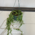 String of Pearls 6 in Hanging Basket