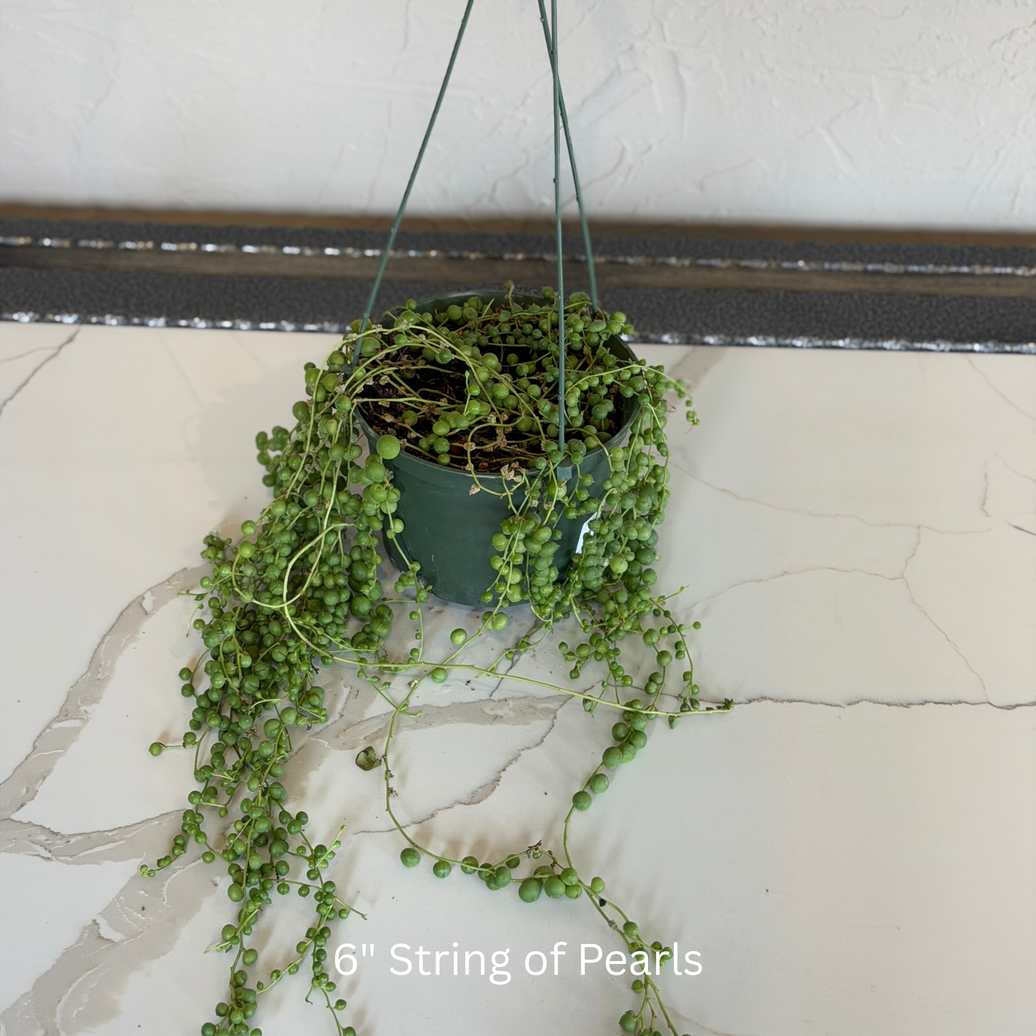 String of Pearls 6 in Hanging Basket