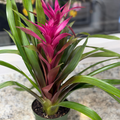 Bromeliad 6"