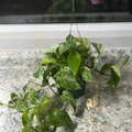 Golden Pothos 6" Hanging