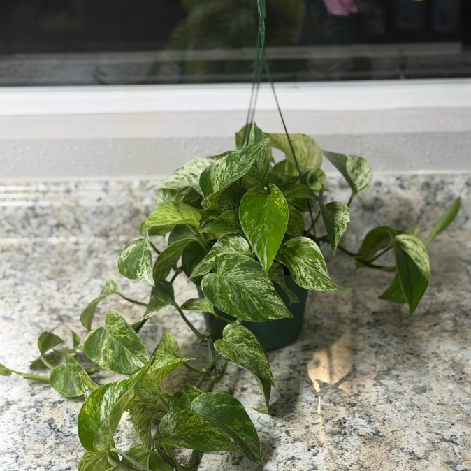 Golden Pothos 6" Hanging
