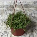 String of Turtles 6" in Hanging Basket