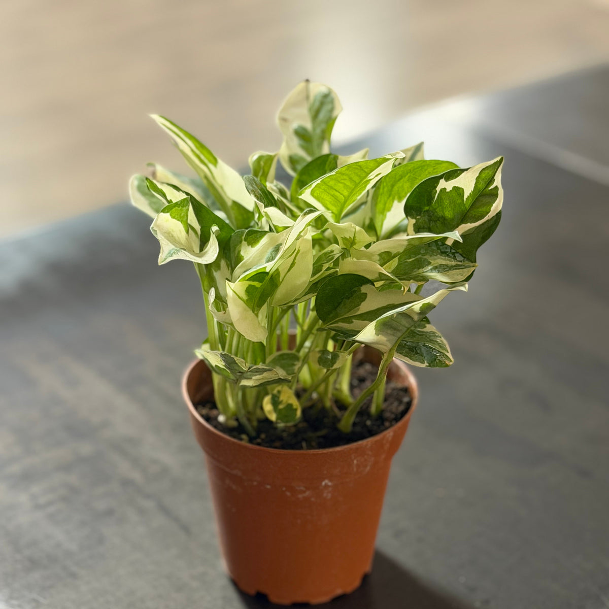 4" Pothos N'Joy